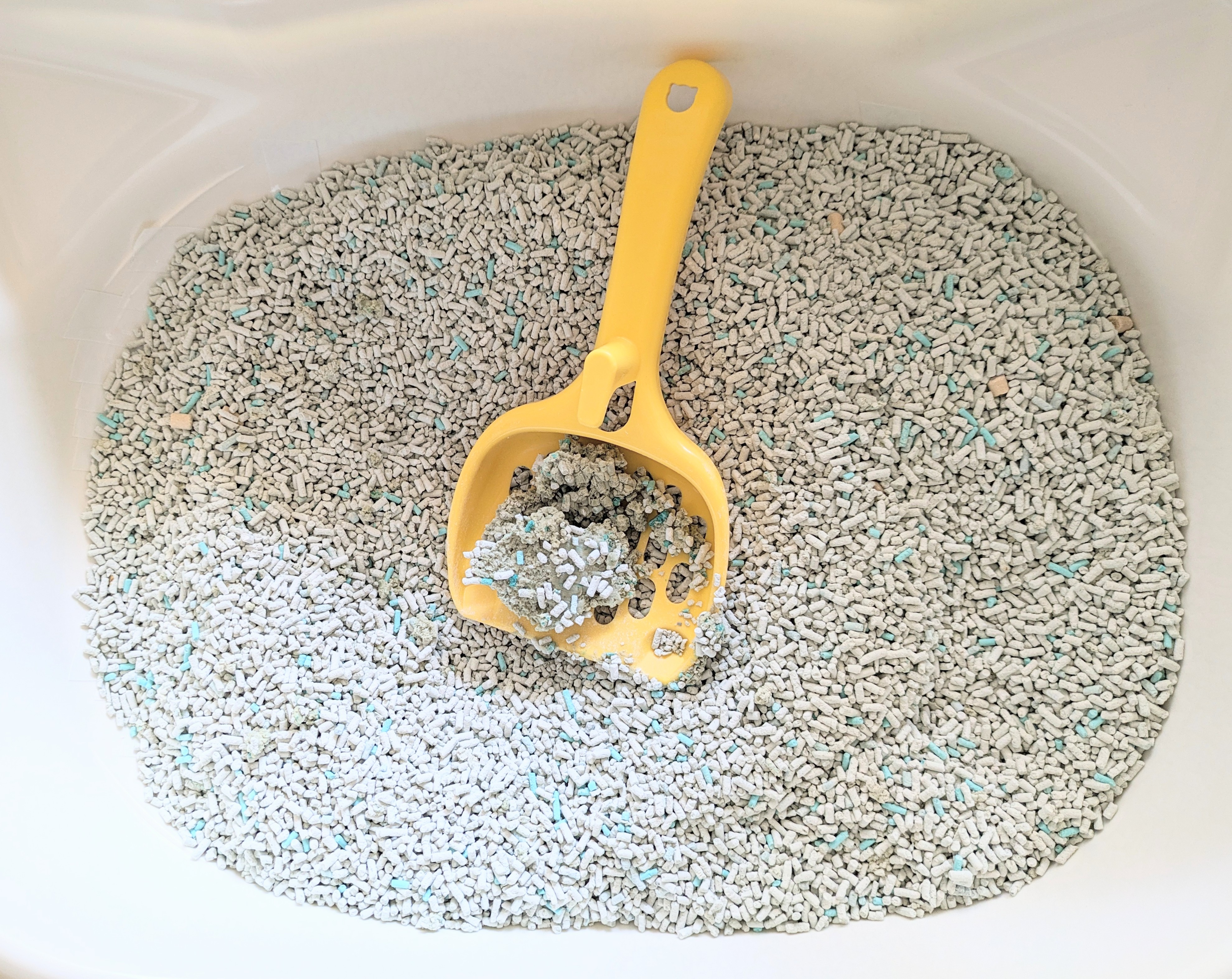 ねこトイレ　ブログ