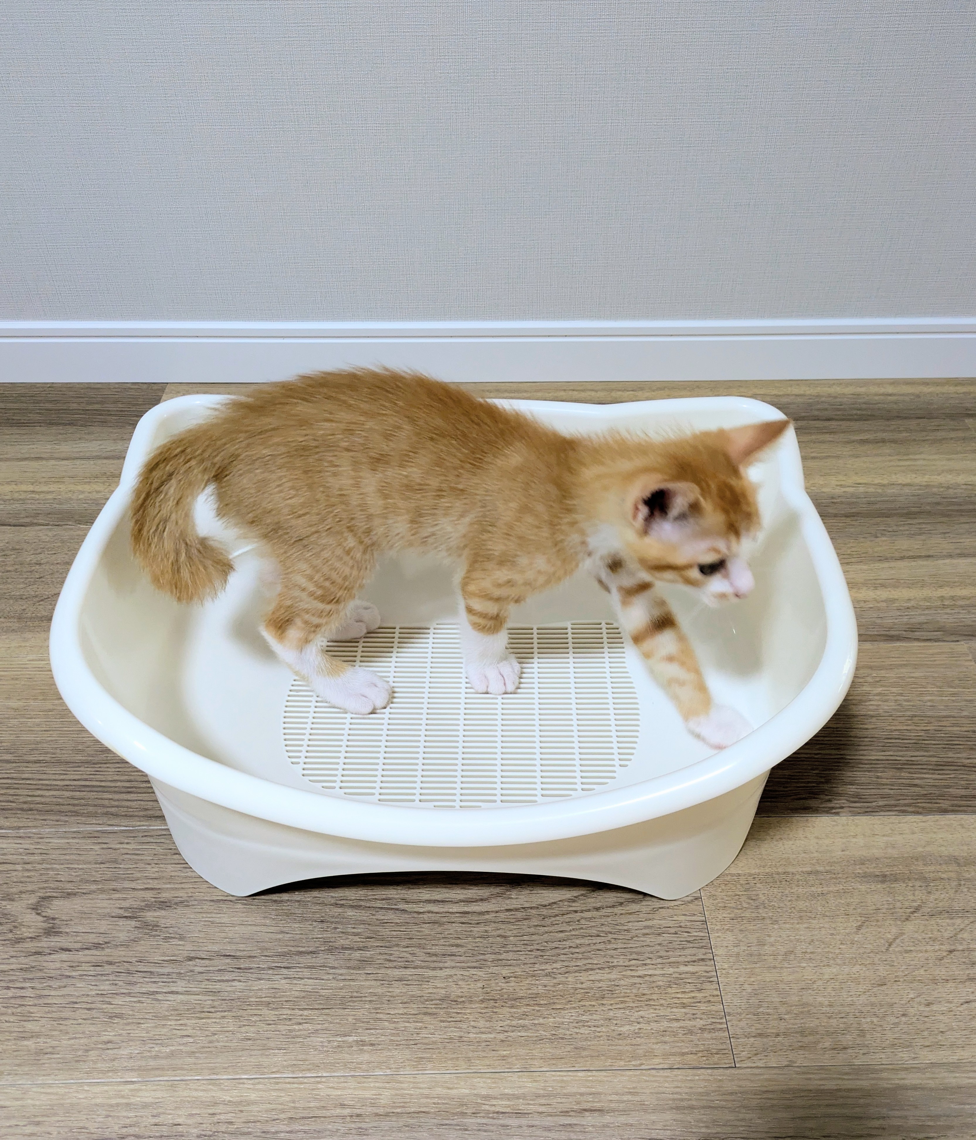 ねこトイレ　ブログ